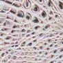 Silk Mist Melbourne swatch