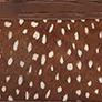 Cinnamon Wilds swatch